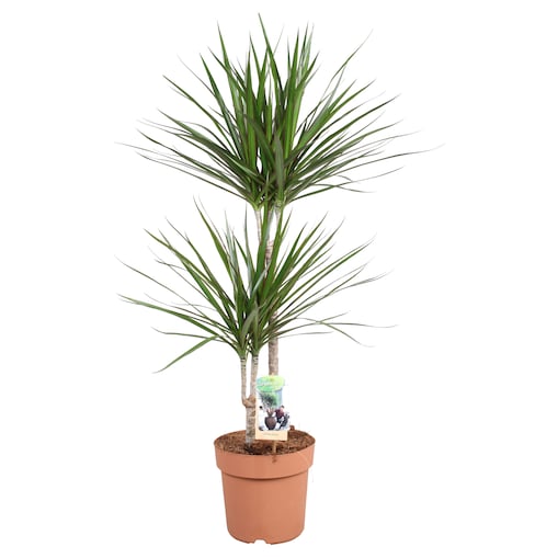 Dracaena marginata XXL | Doniczka Ø 21 cm | Wysokość ok. 90 cm