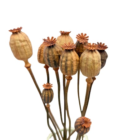 Suszone makówki łososiowe - suszone kwiaty 10-12 szt. - bukiet