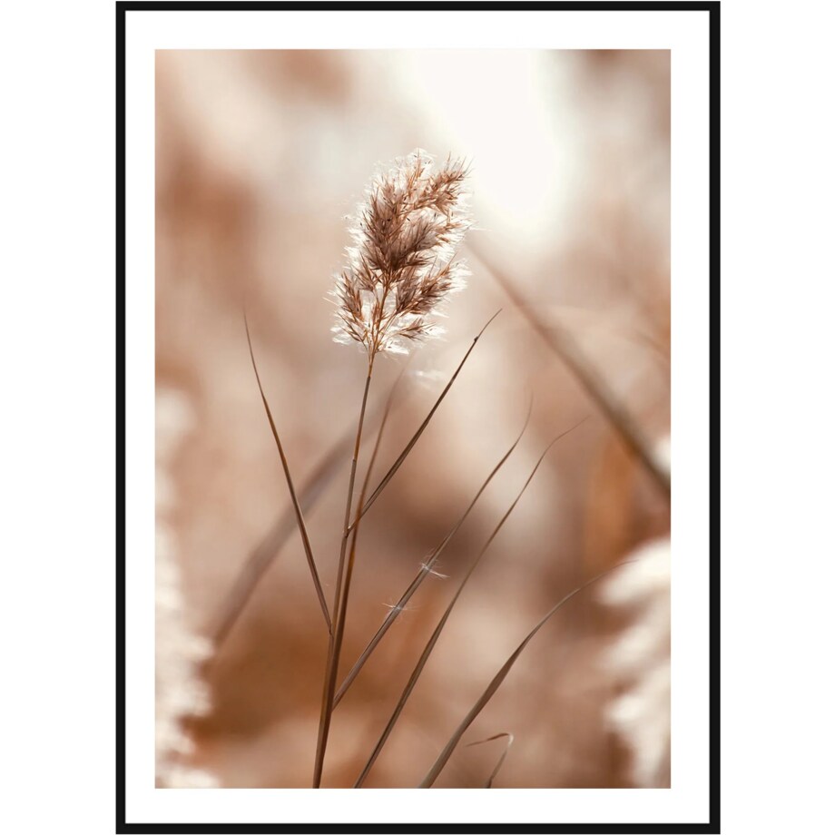 Poster Story, Plakat, Obraz - Samotna Trzcina, wymiary 42 x 60 cm