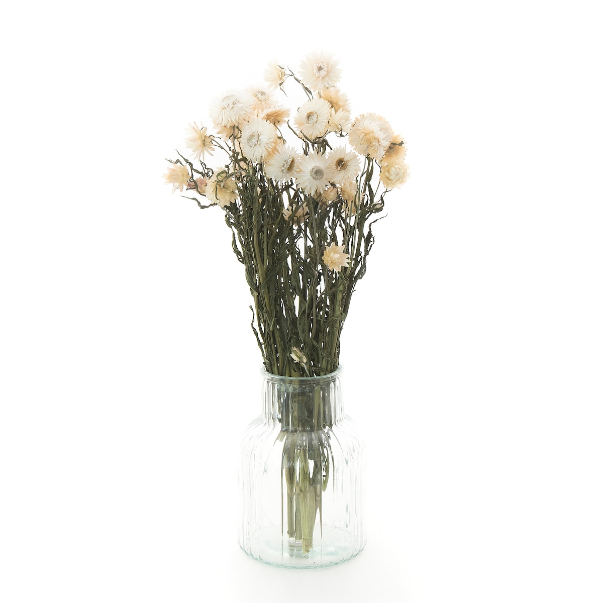 Suszona Kocanka Biała