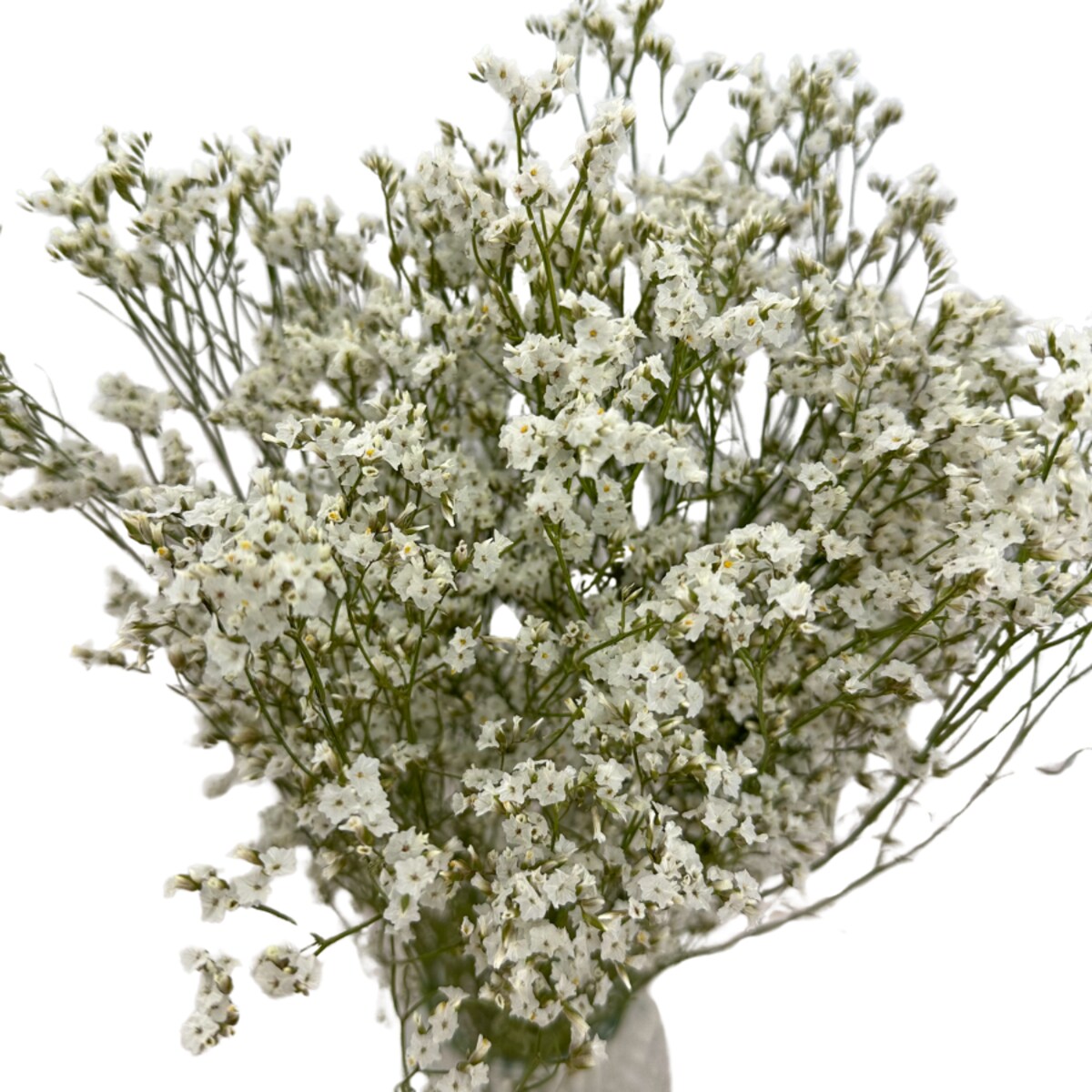 Suszone Limonium Białe