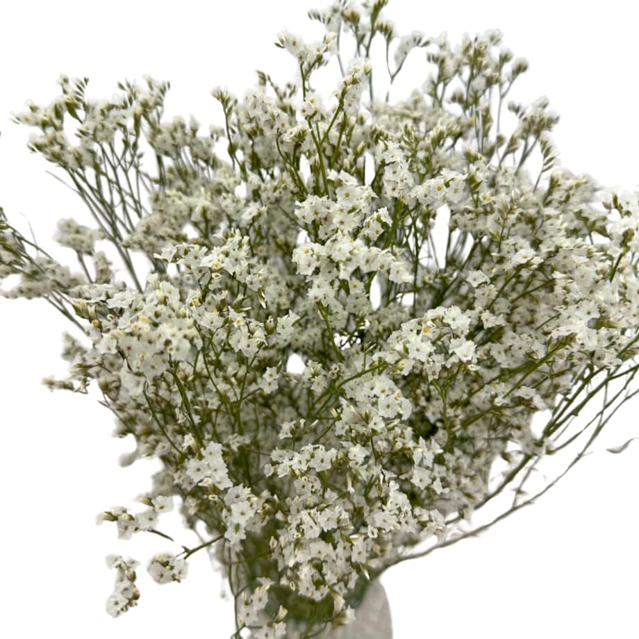 Suszone Limonium Białe