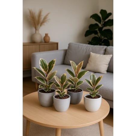 Fikus sprężysty Tineke– doniczka Ø 14 cm – wysokość 40 cm