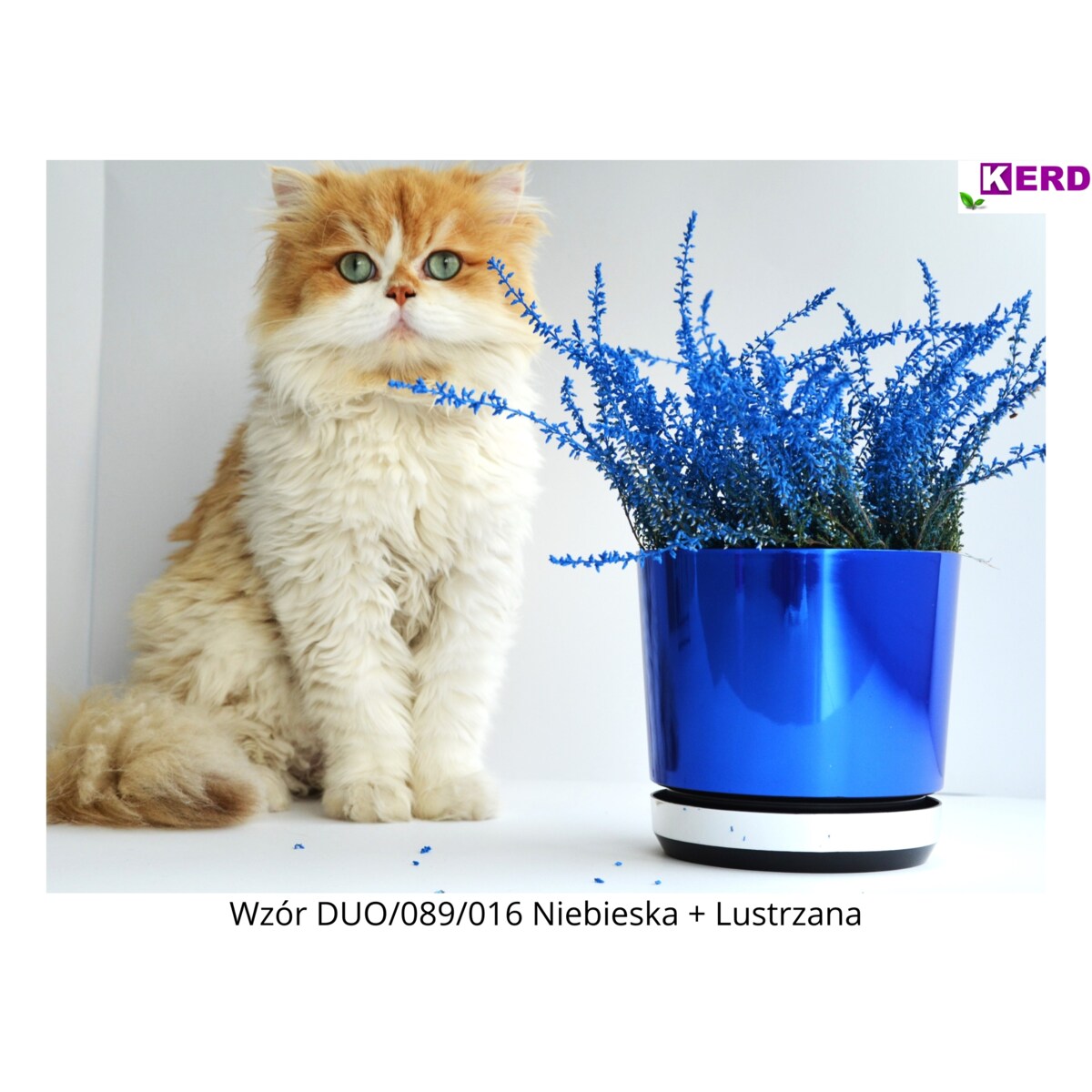 25 Doniczka DUO NIEBIESKA z podstawką LUSTRZANA dwukolorowa nowoczesna wysok połysk do storczyków krokusów orchidea szafirowy