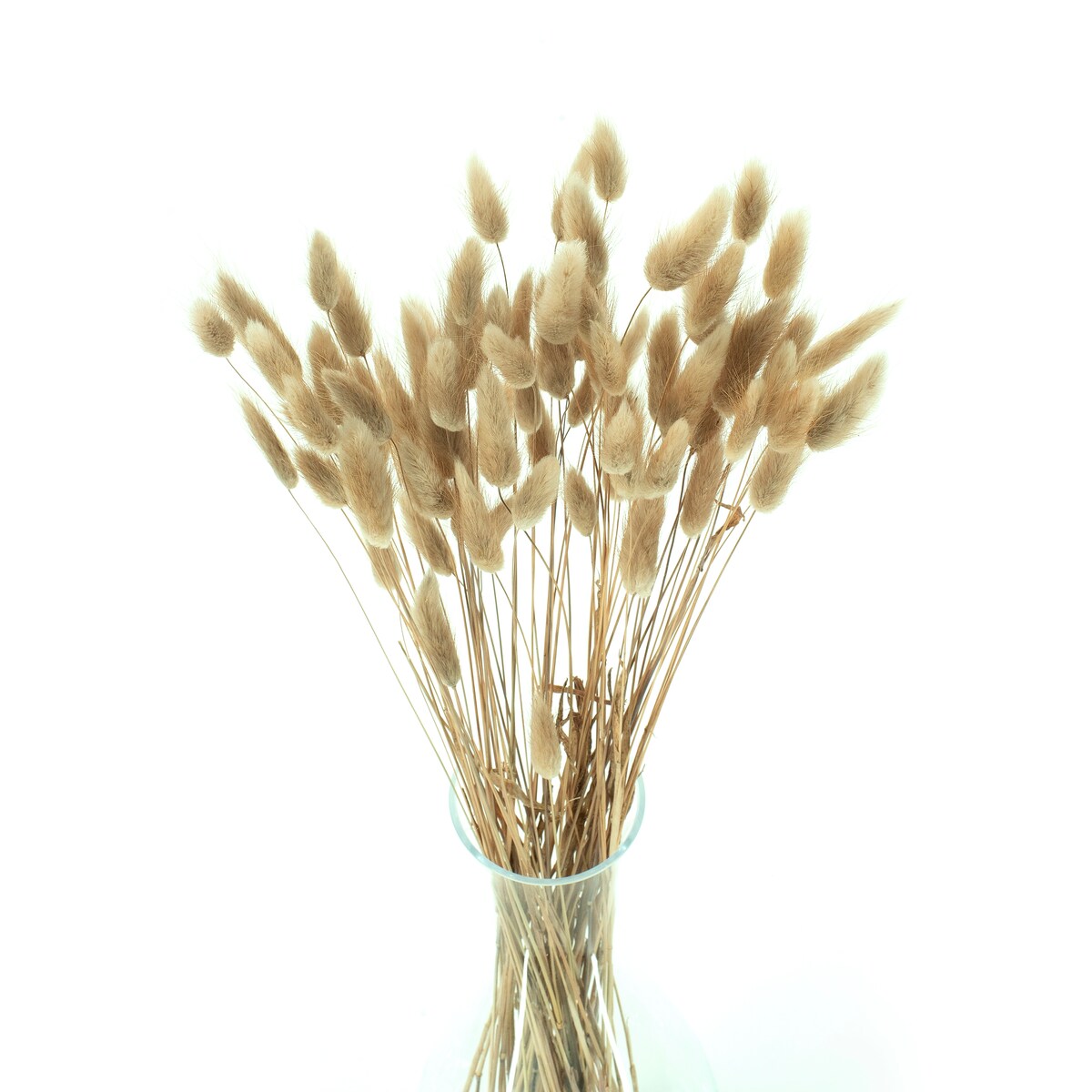 Lagurus Suszony Naturalny - Dmuszek Jajowaty 70 szt.