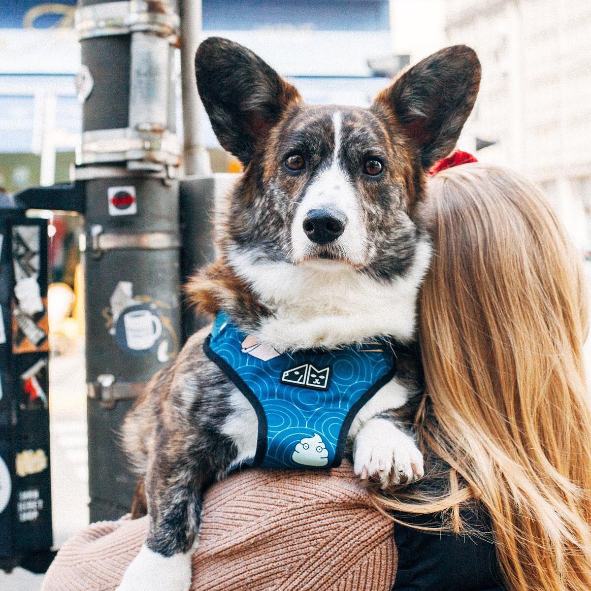 Szelki bezuciskowe dla psa lub kota "Psutomaki" - Szerokość taśmy: 38mm, Rozmiar: M