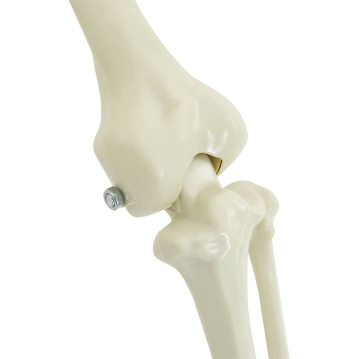 vidaXL Dekoracja Halloween Szkielet 2 pcs Biały polipropylen