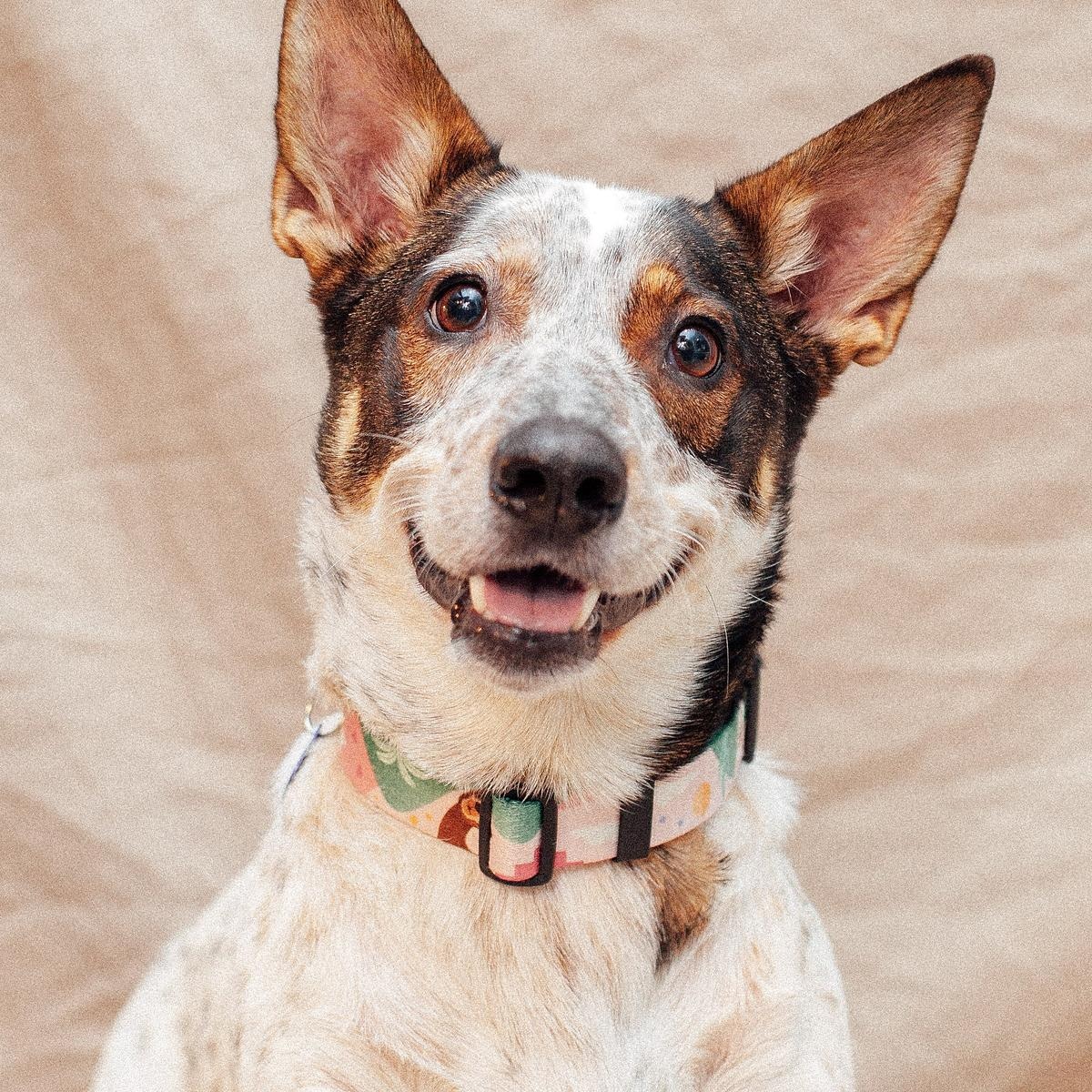 Obroża dla psa lub kota "Więcej niż jedno zwierzę" - Szerokość taśmy: 25mm, Rozmiar: S