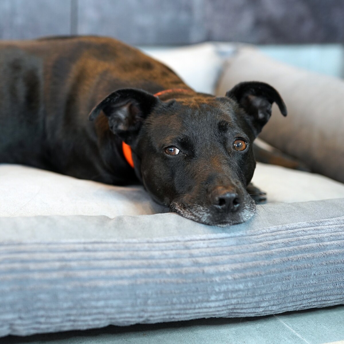 Sztruksowe legowisko dla psa MOLLY, 120x100 cm, Szary