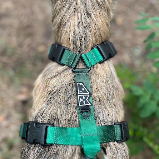 Szelki guard Stay on "Under my ombrella" zieleń - Szerokość taśmy: 25mm, Rozmiar: L