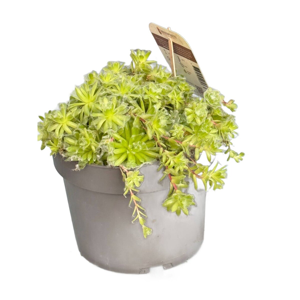 ROJNIK|Sempervivum doniczka 17cm wysokość 20cm