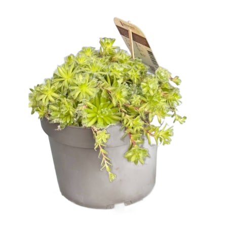 ROJNIK|Sempervivum doniczka 17cm wysokość 20cm