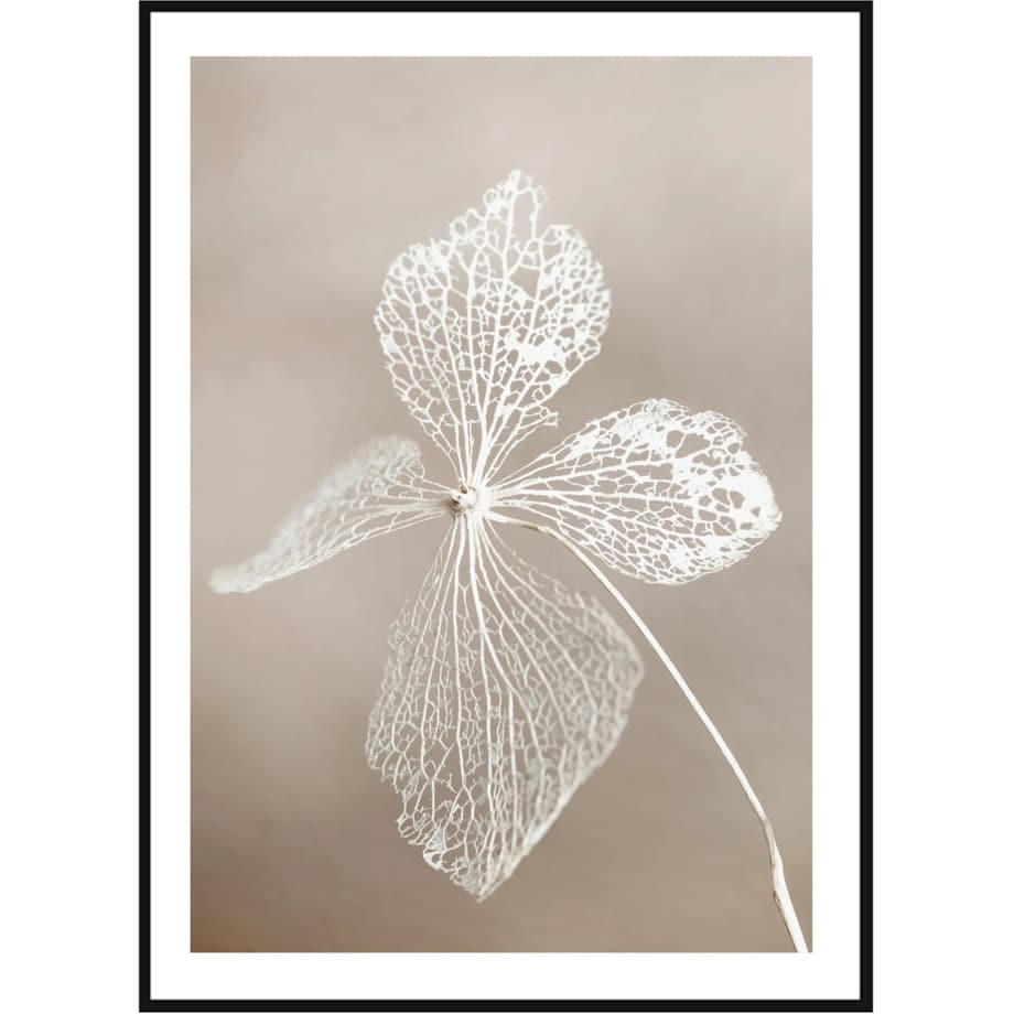 Poster Story, Plakat, Obraz - Suszony Kwiat, wymiary 30 x 42 cm