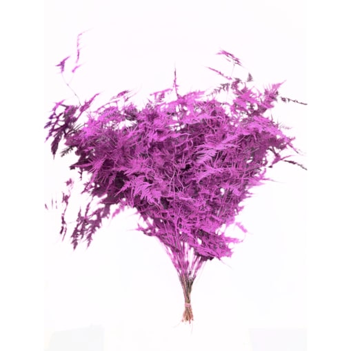 Asparagus Cerise – bukiet , 50 szt., wysokość ok. 80 cm, 550–600 g