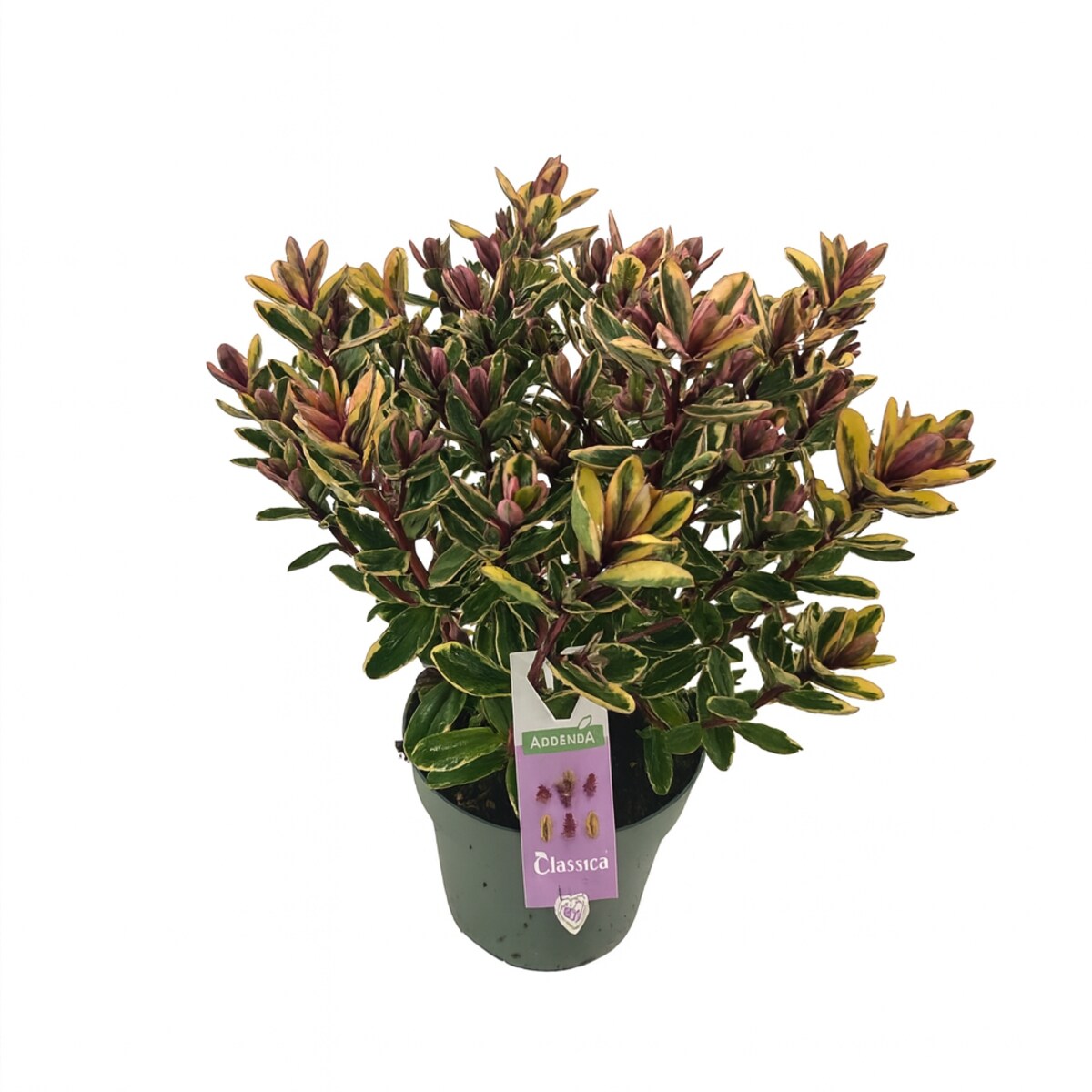 Hebe Classica Tricolor (Addenda) Doniczka Ø17 cm | Wysokość ok. 40 cm