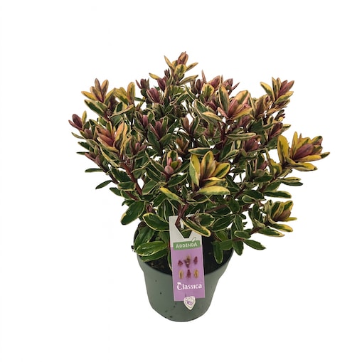 Hebe Classica Tricolor (Addenda) Doniczka Ø17 cm | Wysokość ok. 40 cm