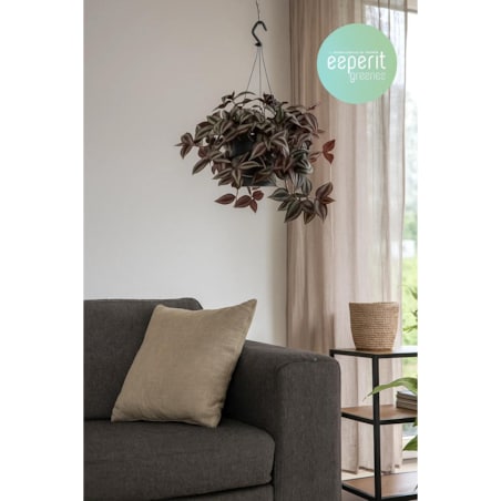 Tradescantia zebrina–roślina wisząca – doniczka Ø 17 cm – wysokość 25 cm