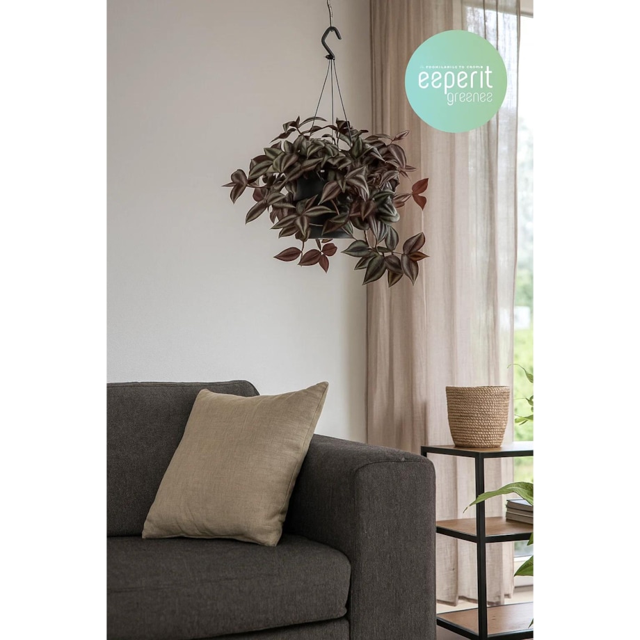 Tradescantia zebrina–roślina wisząca – doniczka Ø 17 cm – wysokość 25 cm