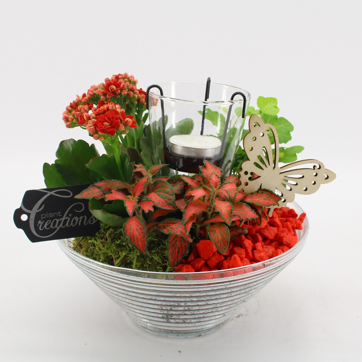 Kompozycja roślinna-Hedera,Fittonia, Kalanchoe doniczka Ø20cm wysokość 20cm