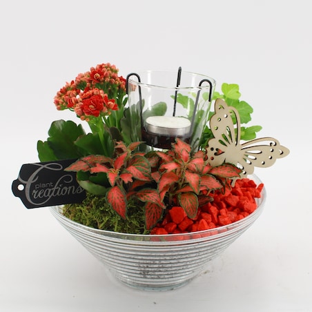 Kompozycja roślinna-Hedera,Fittonia, Kalanchoe doniczka Ø20cm wysokość 20cm