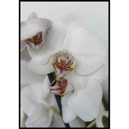 plakat orchidea 50x70 cm
