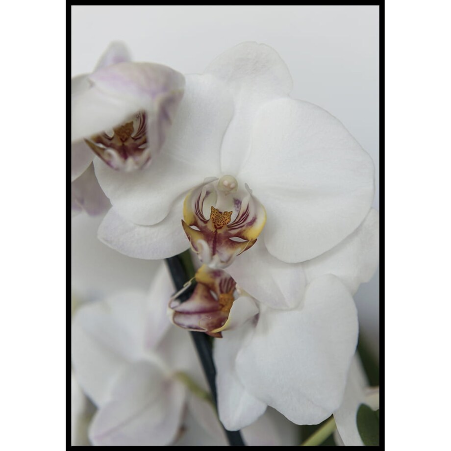 plakat orchidea 50x70 cm