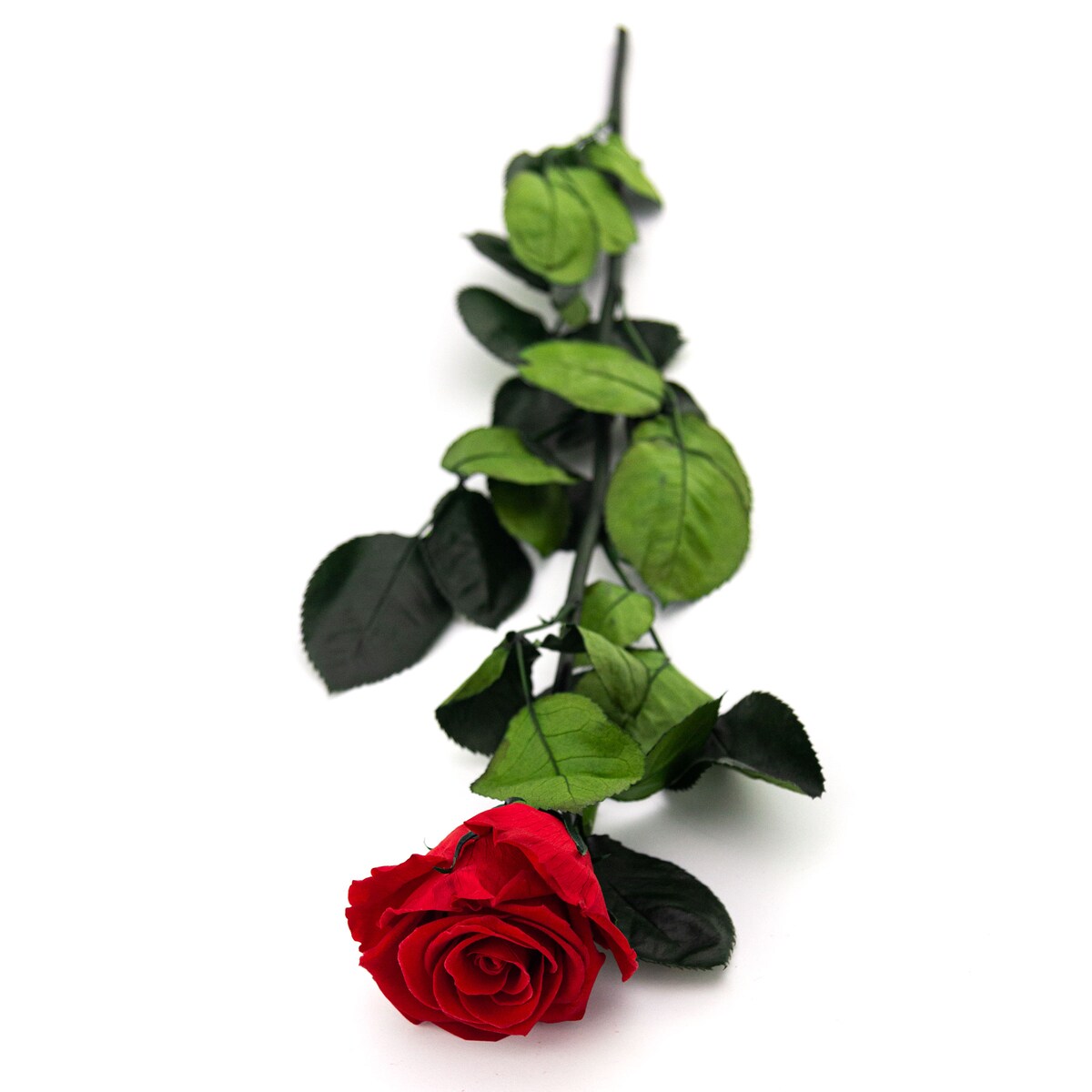 Czerwona Wieczna Róża na Łodydze 50 cm