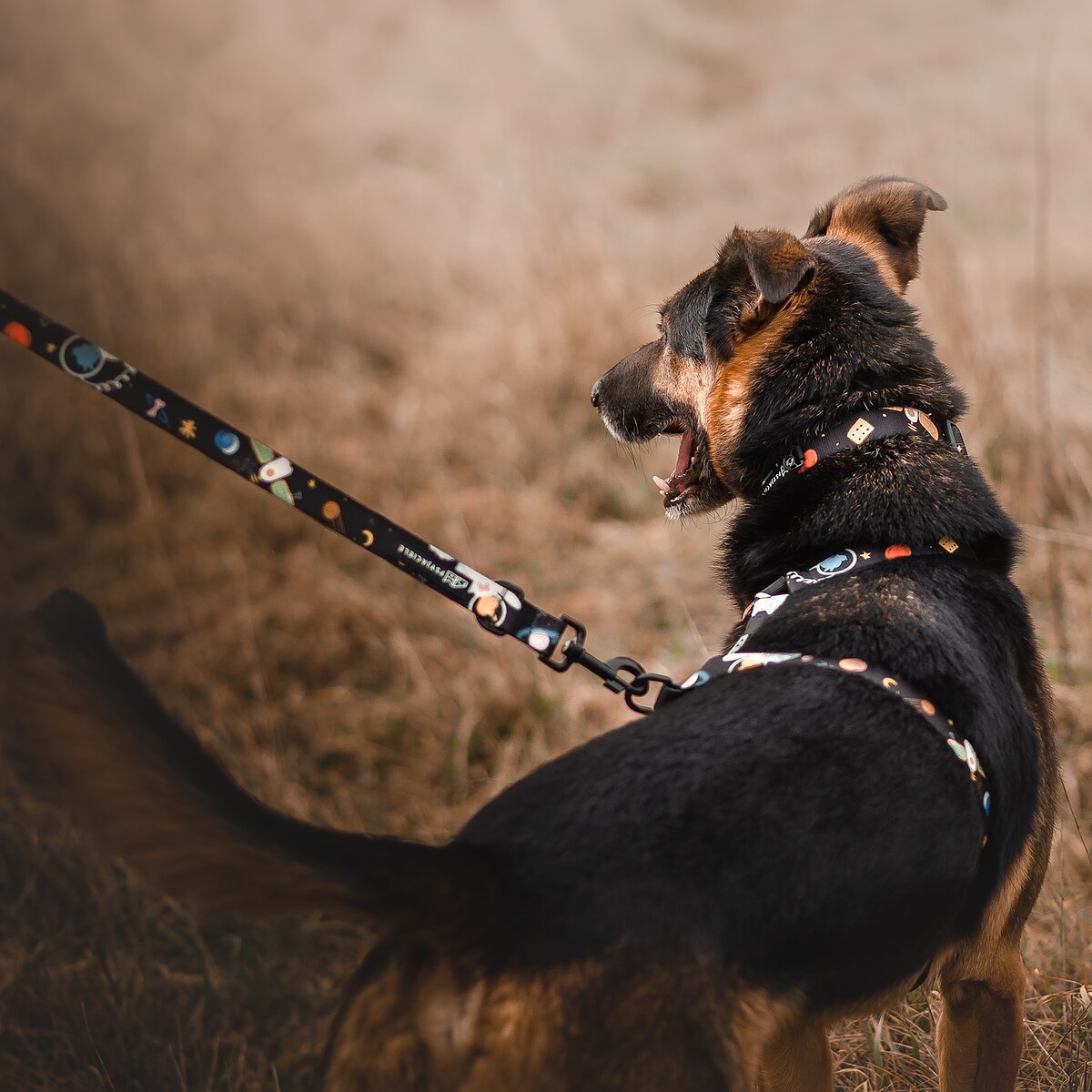 Smycz przepinana z amortyzatorem dla psa lub kota "I need space" - Szerokość taśmy: 25mm, Rozmiar: S oraz Rodzaj: Mały karabinek