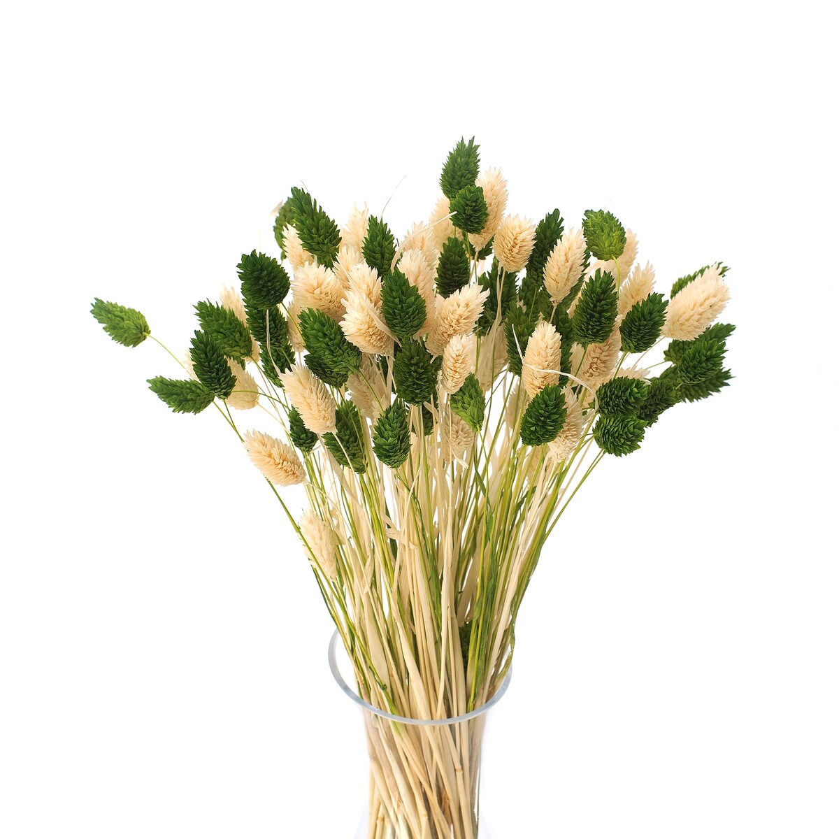 Bukiet suszonych traw duo phalaris zielony & bielony