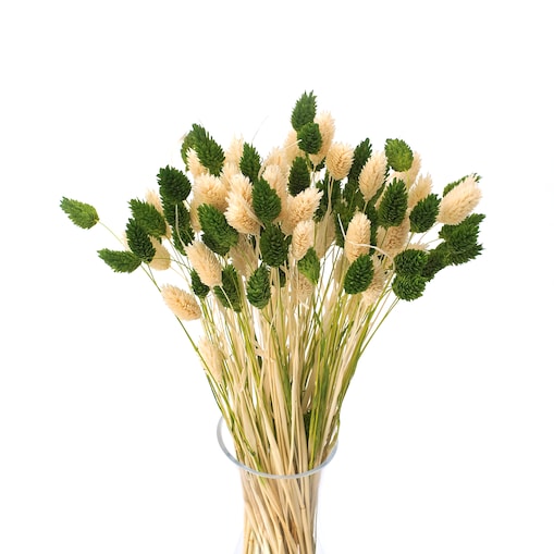 Bukiet suszonych traw duo phalaris zielony & bielony