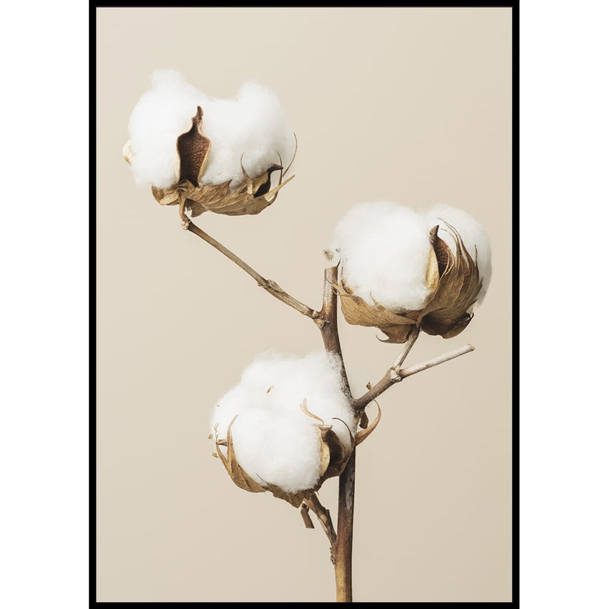 plakat kwiat bawełny 21x30 cm