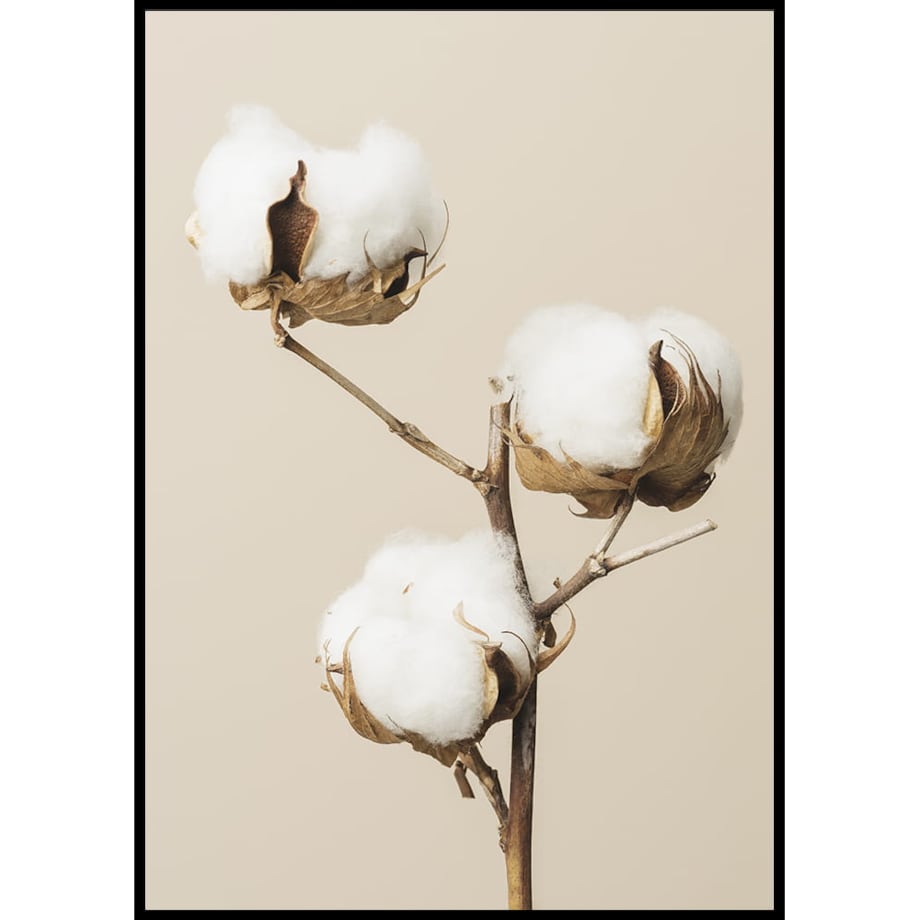 plakat kwiat bawełny 21x30 cm