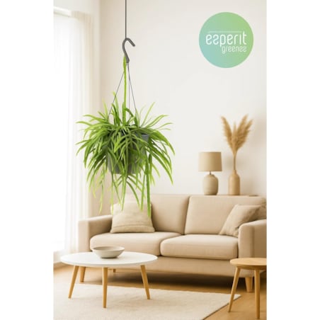 Lepismium bolivianum–roślina wisząca – doniczka Ø 17 cm – wysokość 25 cm