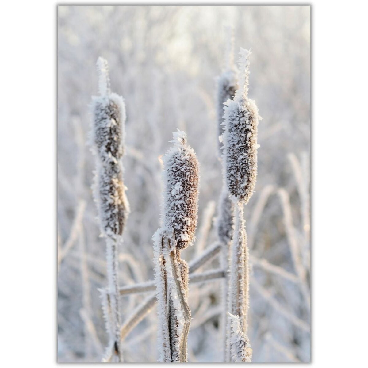 plakat frozen plant 70x100 cm