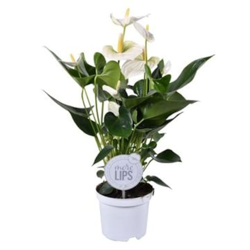 Anthurium Cocos XXL-biały kwiat-doniczka 14 cm wysokość 50cm