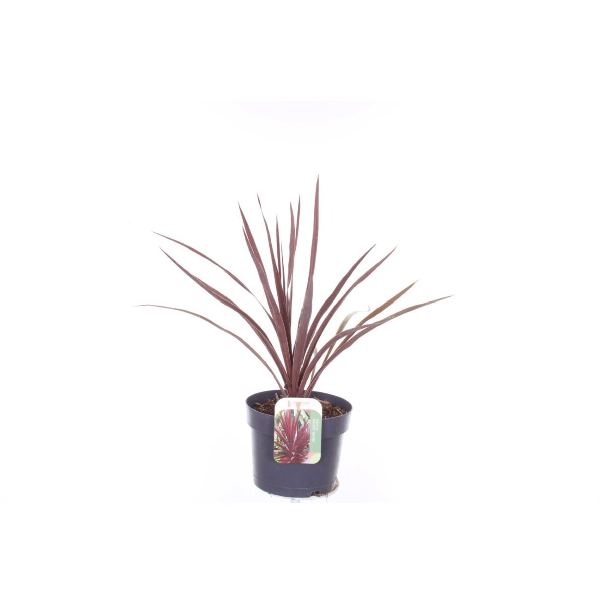 Cordyline australis Red Star XXL doniczka 17cm  wysokość 40cm