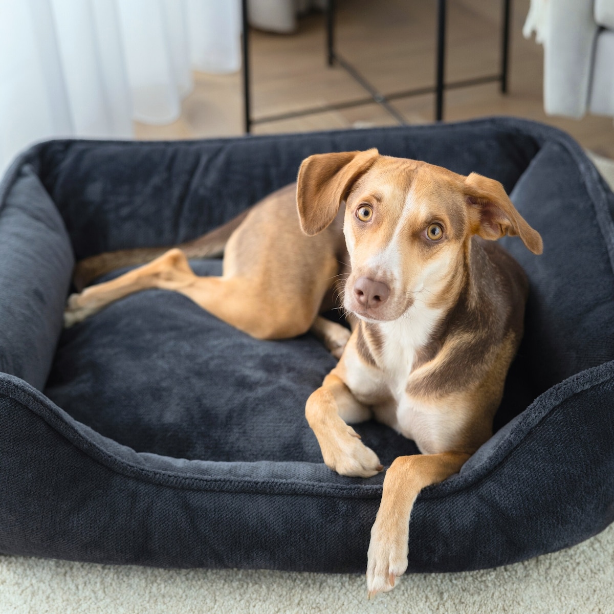 Ortopedyczne legowisko dla psa IRIS, 100x80 cm, Grafit