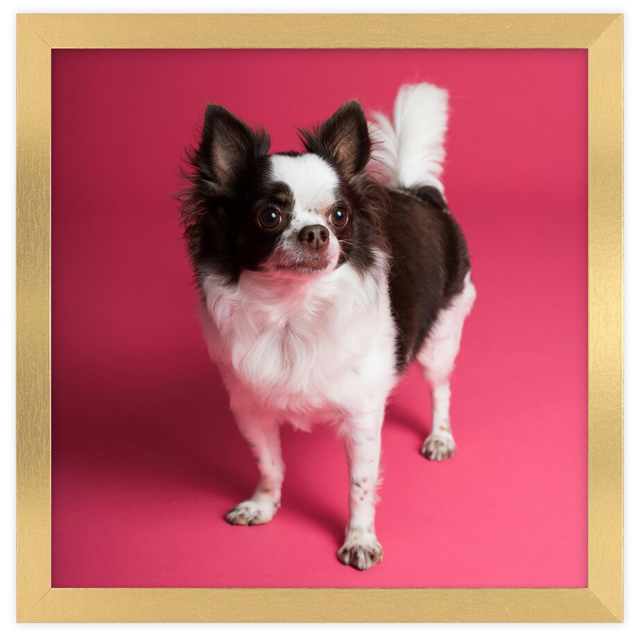 Ramka na zdjęcia 30x30 cm złota rama MDF z plexi do powieszenia pion poziom klasyczna kwadratowa ramka FRAMAI®