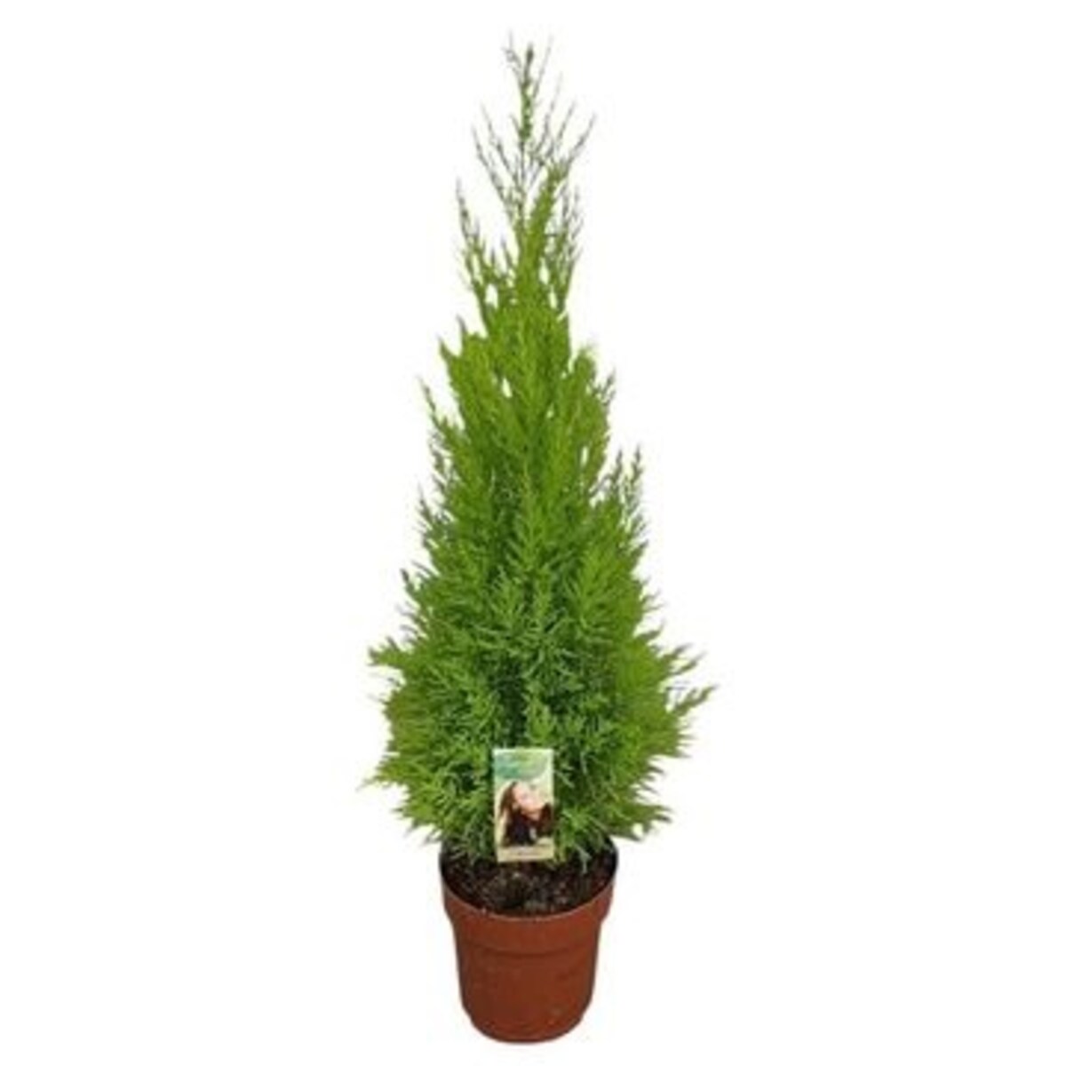 Cupressus Gold Wilma XXL | Doniczka Ø 21 cm | Wysokość ok. 80 cm