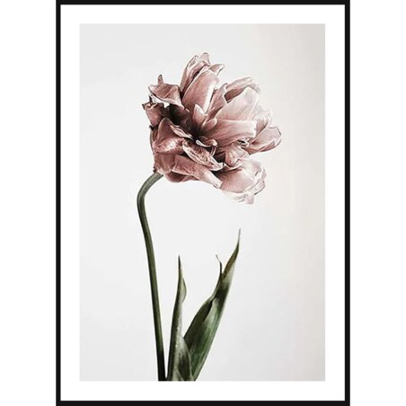 Poster Story, Plakat, Obraz - Różowy Tulipan, wymiary 60 x 84 cm