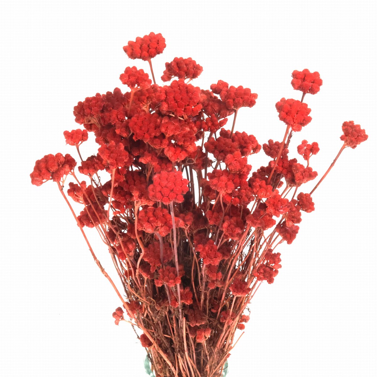 Lonas czerwony - suszone kwiaty