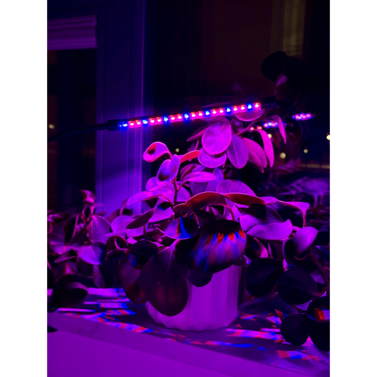 Lampa Led Do Wzrostu Roślin 20 Diod Timer 9 W Uprawa Roślin Do Domu Z Zasilaczem Sieciowym