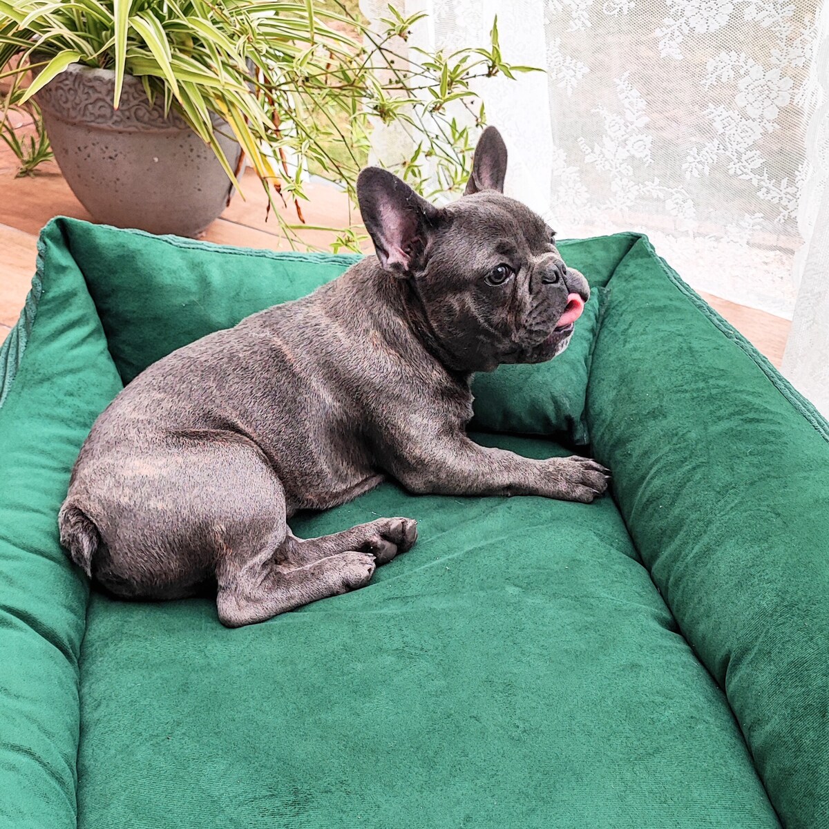 Sztruksowe legowisko dla psa MOLLY, 100x80 cm, Zieleń