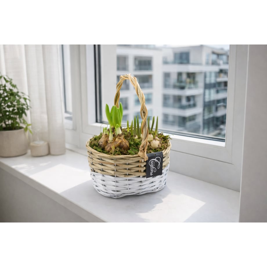 Kompozycja cebulowa z narcyzów, hyiacyntów i muscari Ø22cm wysokość 20-40cm