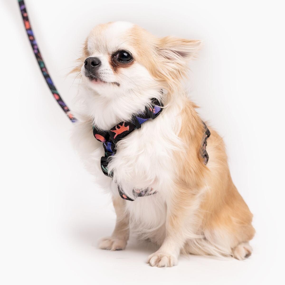 Szelki dla psa lub kota typu guard "Psychodelia" - Szerokość taśmy: 15mm, Rozmiar: XXS