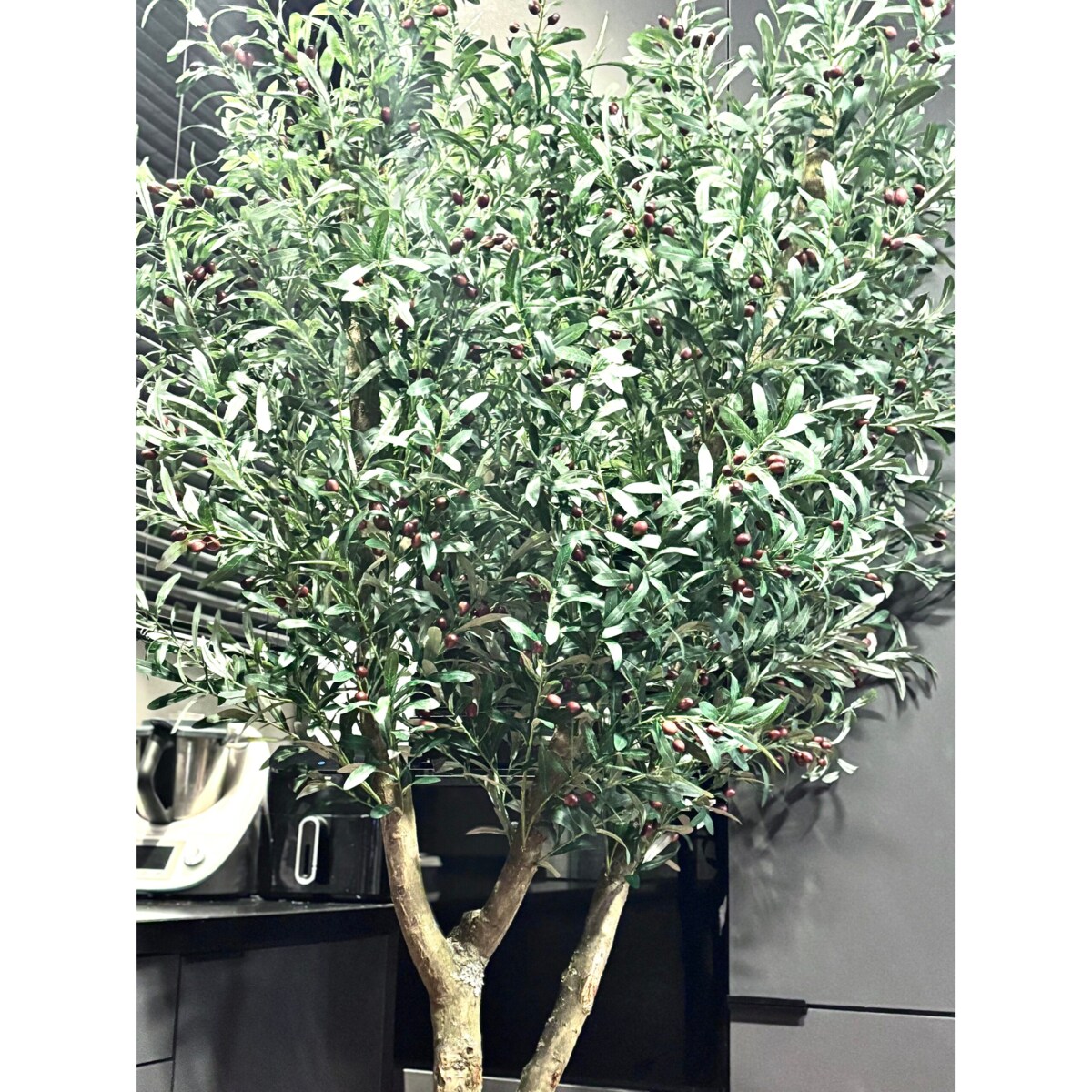 Drzewo oliwka na naturalnym pniu 240 cm - olbrzymia