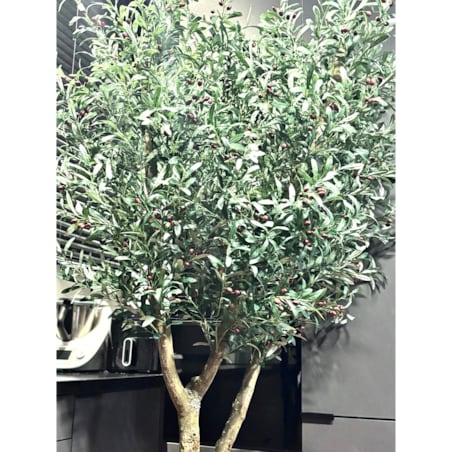Drzewo oliwka na naturalnym pniu 240 cm - olbrzymia