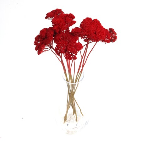 Krwawnik suszony czerwony (Achillea) - suszone kwiaty