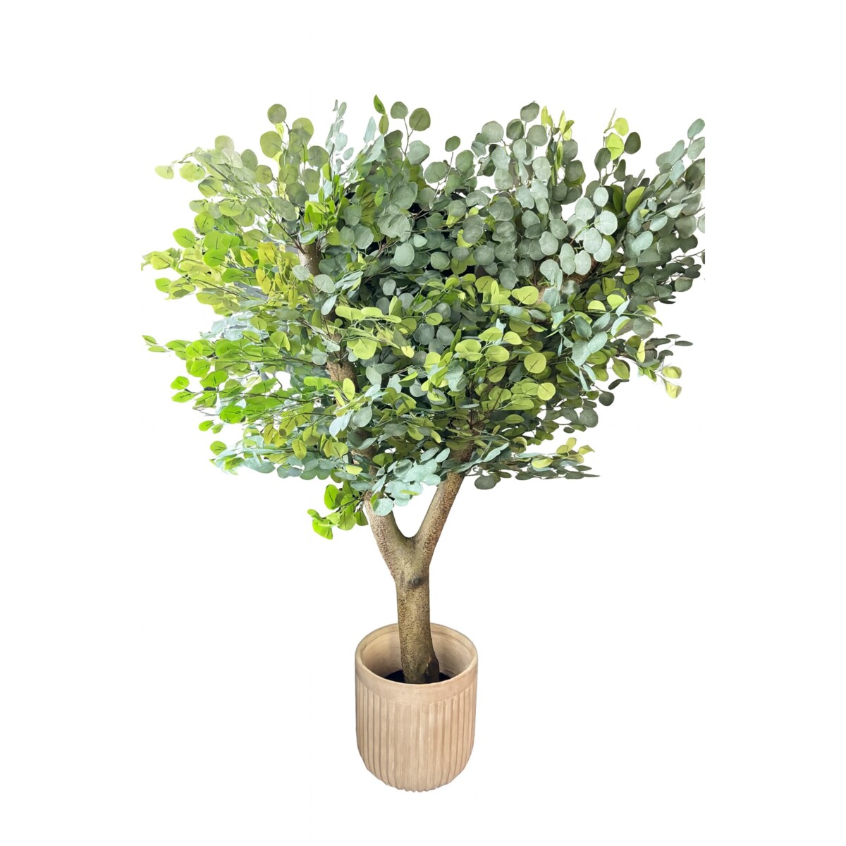 Drzewo eukaliptusa na naturalnym grubym pniu 180 cm