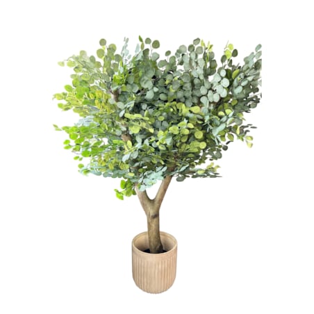 Drzewo eukaliptusa na naturalnym grubym pniu 180 cm